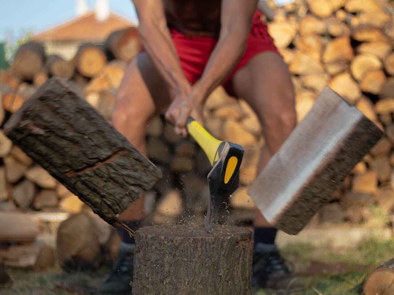 Best Palm Tree Trimming  in USA